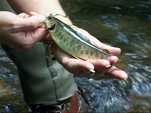 http://www.flyfishingsmokymountains.com/wp-content/uploads/2021/05/forney_creek1.jpg