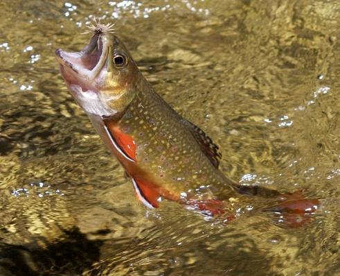 Orange Snipe - Fly Tying Appalachian/Great Smoky Mountain Trout Flies 