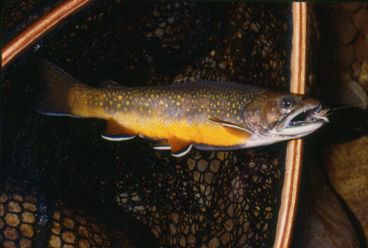 Native-Southern-Appalachian-Brook-Trout