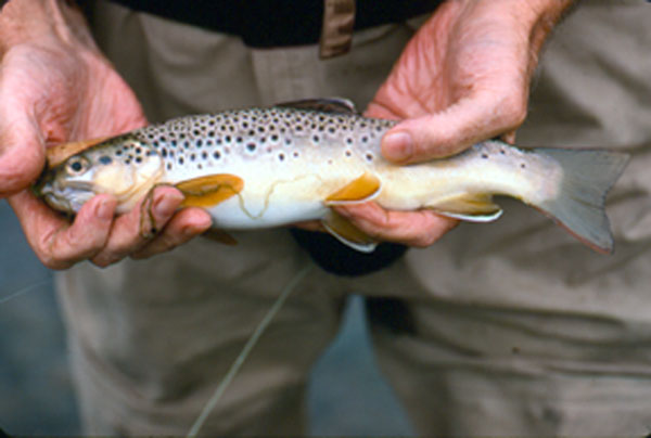 Fishing Essentials - Methods, Techniques, Gear & Tackle - Fly Fishing Smoky  Mountains