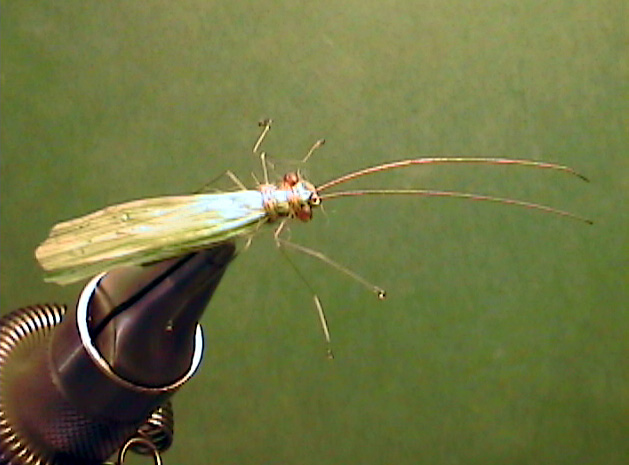 https://www.flyfishingsmokymountains.com/wp-content/uploads/2021/05/flies_bring2.jpg