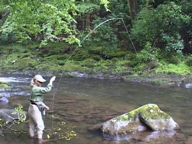 Straight Fork Watershed - Fly Fishing Smoky Mountains
