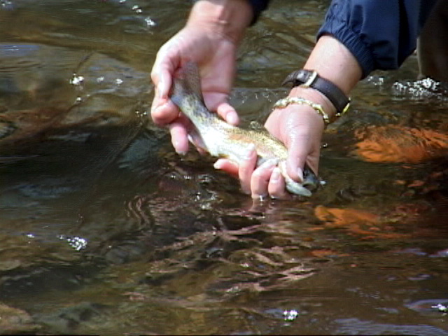 Fly Fishing Tackle and Gear - Fly Fishing Smoky Mountains